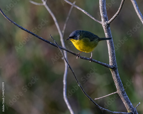 A small, colorful, songbird perched on a tree branch photo