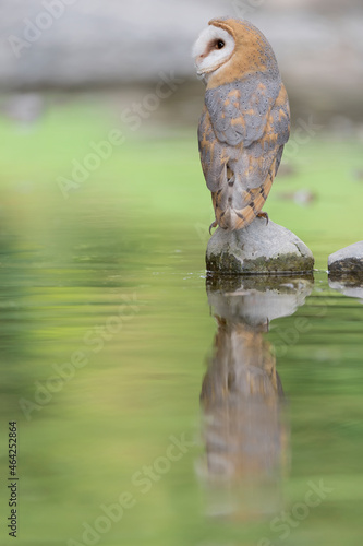 Reflections on the river, fine art portrait of Barn owl (Tyto alba)