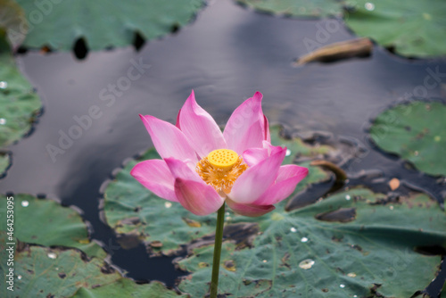 Time  Tuesday morning  October 19  2021. Location  Tam Da lotus lagoon  Ho Chi Minh City. Content  The author hopes the photo can describe the beauty of lotus flowers.