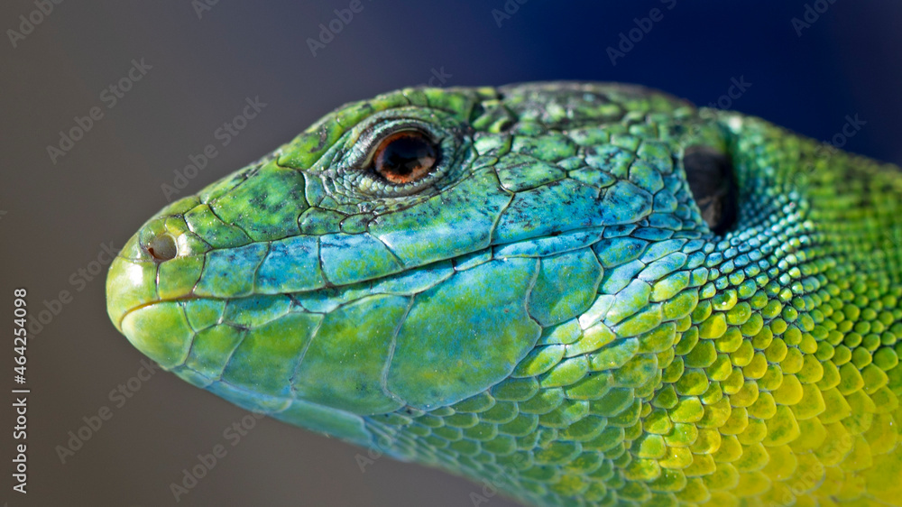 Tête de lézard vert exotique d'Occitanie aux écailles jaune, turquoise et vert clair. Sud de la France, Cévennes, été.