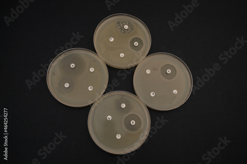 Canvas Print photo of growth of bacterial colonies around antibiotic discs