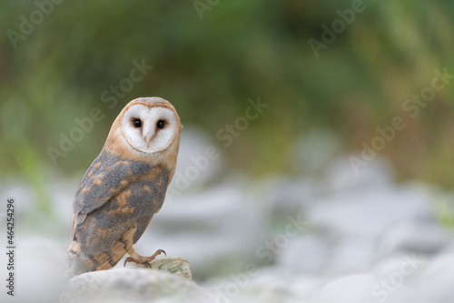 The wonderful Barn owl perched on the rock (Tyto alba)
