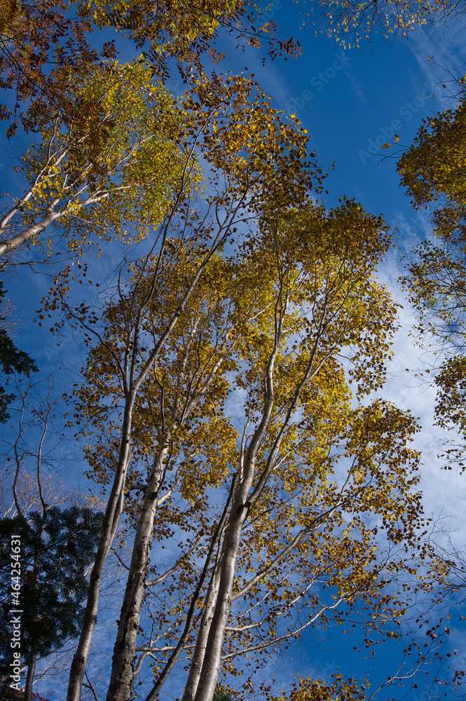 Obraz premium 白樺, 森, 青空, 自然, 秋, 紅葉, 青, 風景, 冬, 木, 葉, 黄色, 緑, 葉, 雲