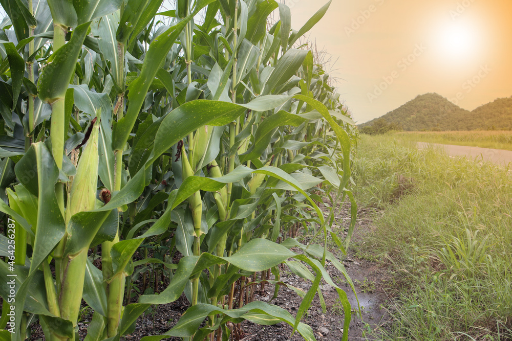 beautiful corn field in the morning with the morning sun beautiful corn field in the morning with the morning sun