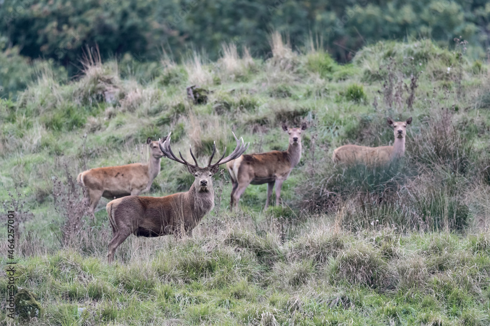 Herd of deer in the grass (Cervus elaphus) Herd of deer in the grass (Cervus elaphus)