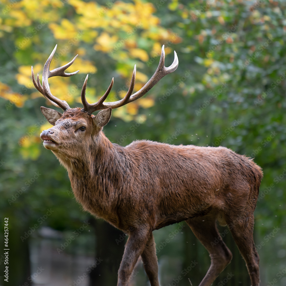Naklejka premium Large red stag on the alert