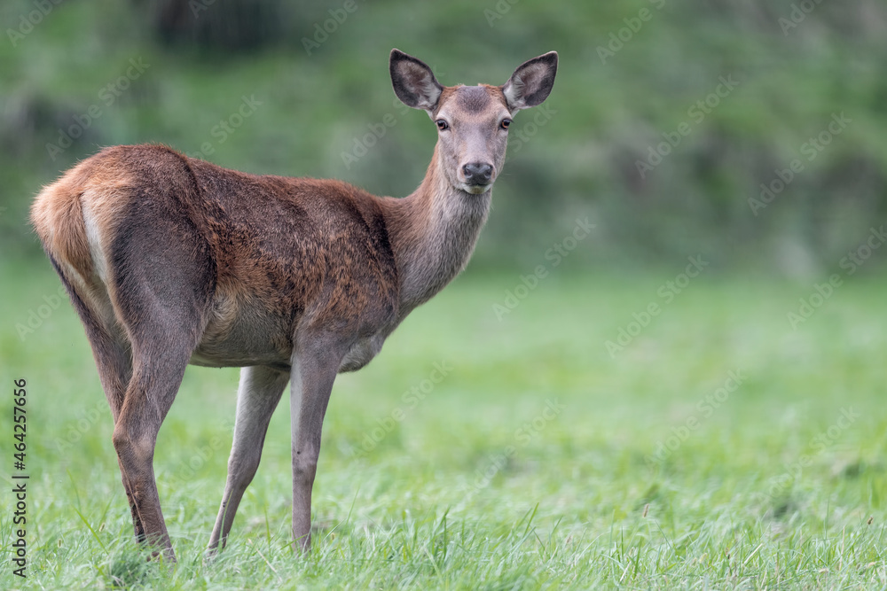 Deer female in the grass at twilight (Cervus elaphus)