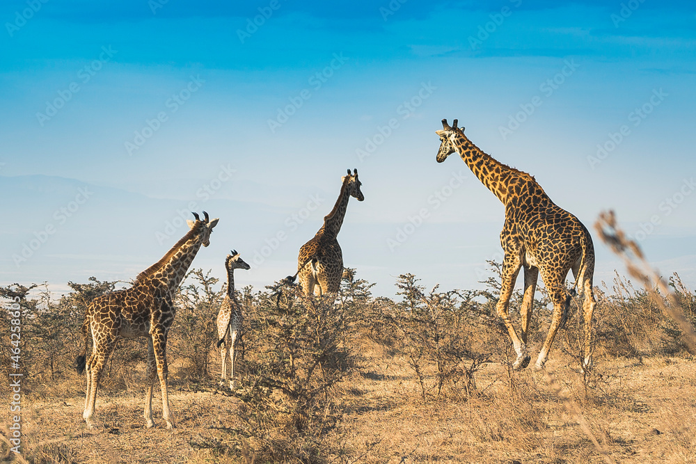 Obraz premium Group of giraffes standing among dry trees