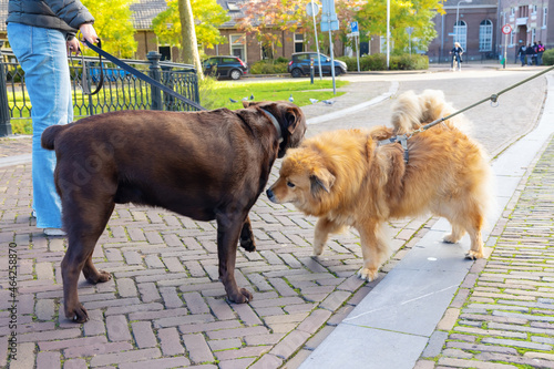 Photography two dogs, an Elo and a Labrador, meet in the city and sniff each other