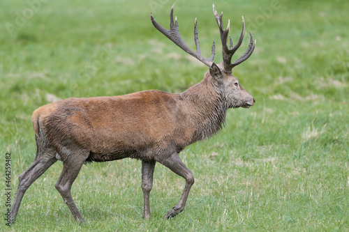 Isolated deer male covered with mud in the meadow  Cervus elaphus 