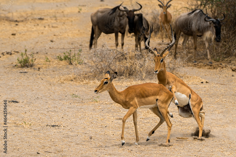 Naklejka premium Antilope Tanzania