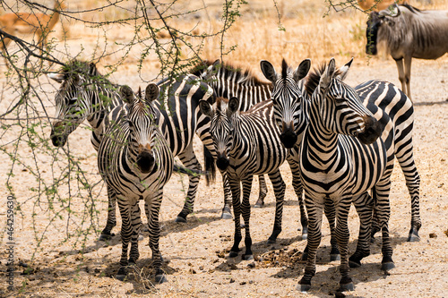 Zebra tanzania 