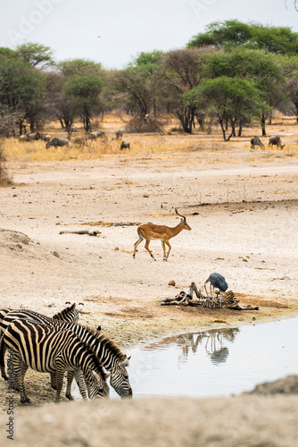 Antilope Tanzania