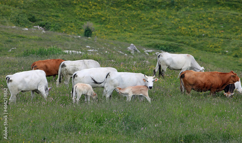 calf drinking milk from the white cow and other cows grazing in the meadow