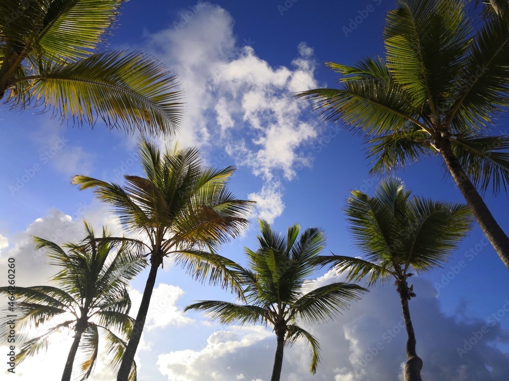 Coconut palm trees on blue sky with white clouds background. Tropical beach, paradise nature Coconut palm trees on blue sky with white clouds background. Tropical beach, paradise nature