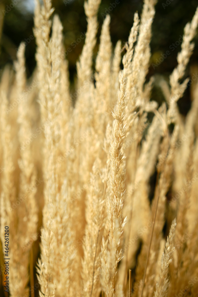 Obraz premium Closeup dry grass, autumn sunny day
