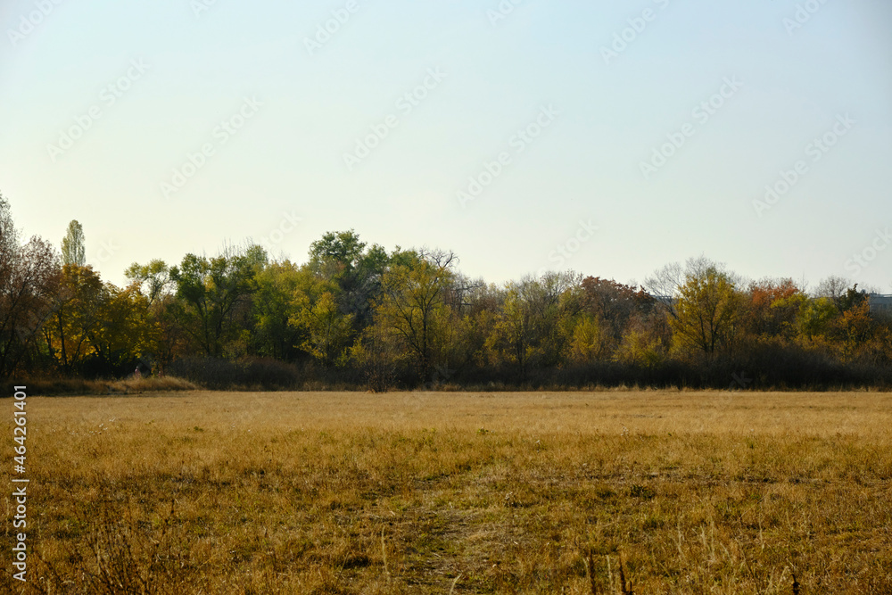 Fototapeta premium Autumn landscape, colorful tree leafs, yellow-red botanical garden