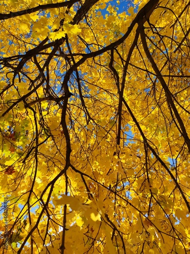 yellow autumn foliage on maple tree