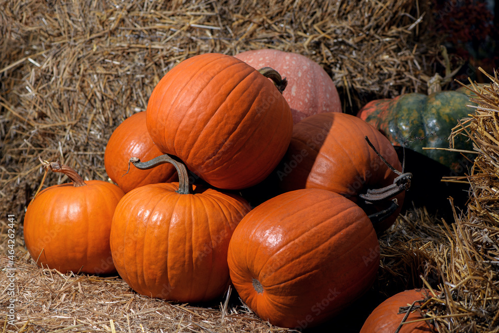 Pile of various ripe colorful pumpkins on bales of straw on sunny day. Autumn harvest on pumpkin patch.