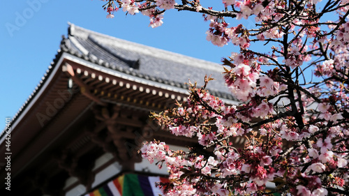 寺院の彼岸桜満開