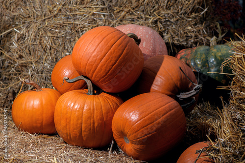 Pile of various ripe colorful pumpkins on bales of straw on sunny day. Autumn harvest on pumpkin patch.