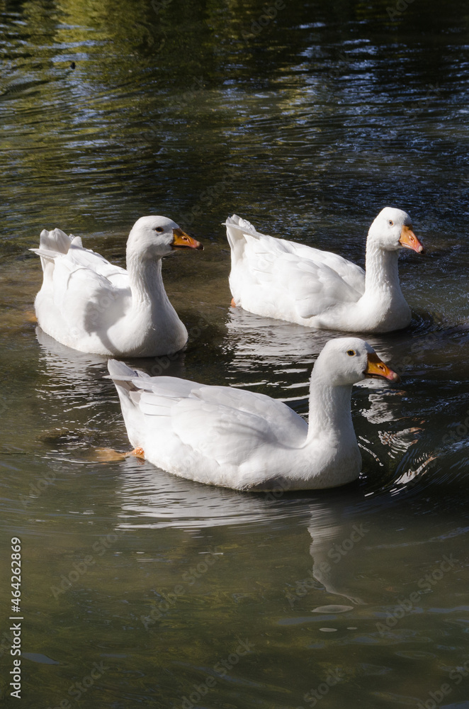 Canards blancs qui nagent sur un étang