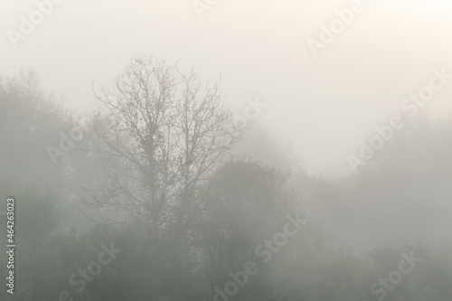 The canopy of trees in thick fog in the early autumn morning, one tree is bare branches