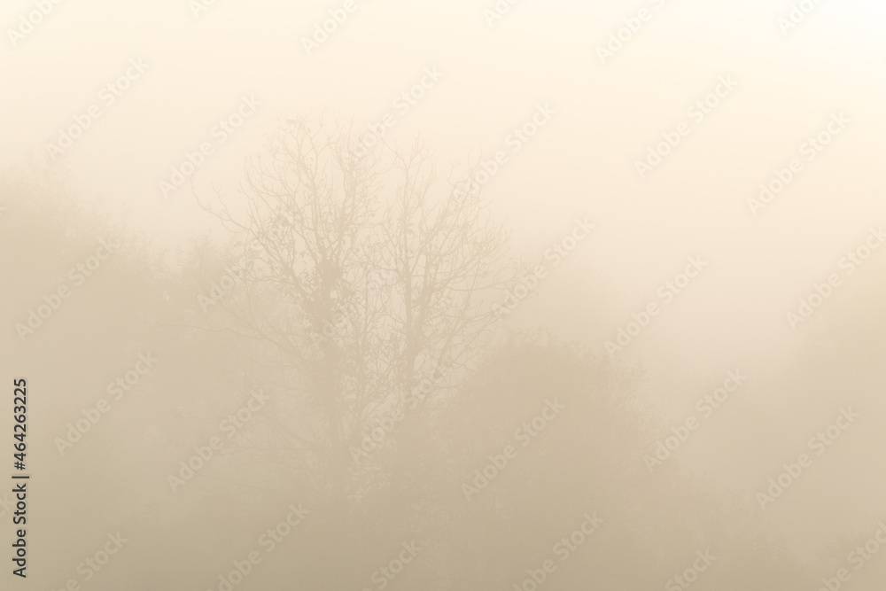 Obraz premium The canopy of trees in thick fog in the early autumn morning, one tree is bare branches