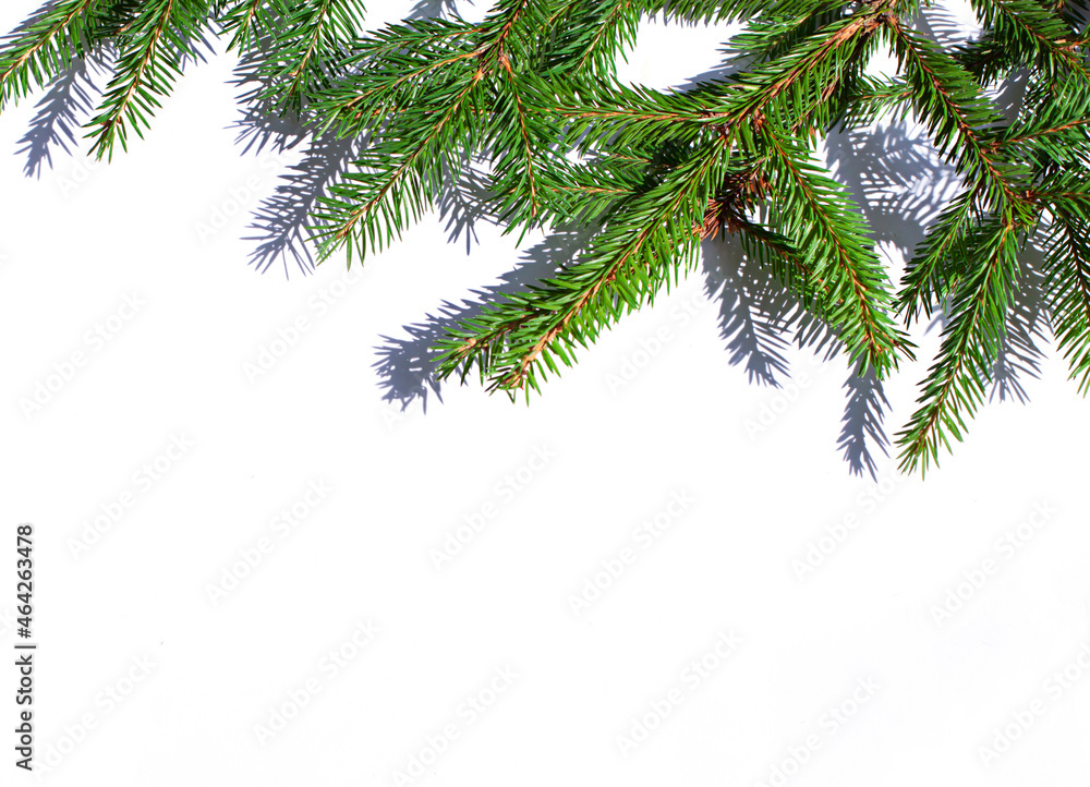 Branches of fir on the bright white background. Concept Christmas or New Year greeting card close up.	