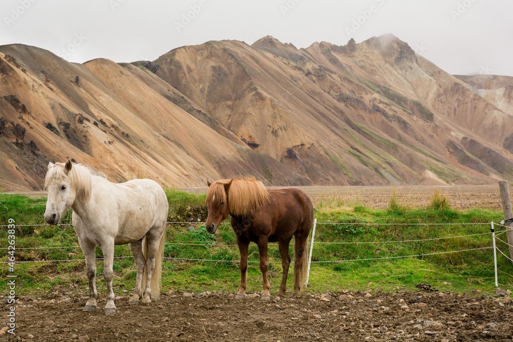 Fototapeta premium Horses in the Island mountains