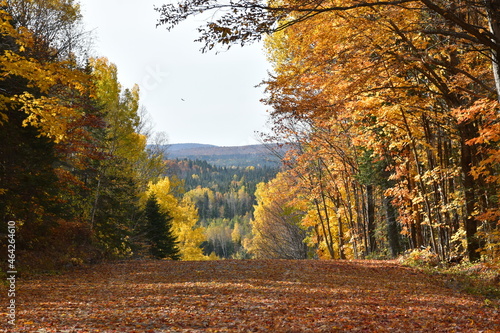 A country road in autumn  Sainte-Apolline  Qu  bec  Canada