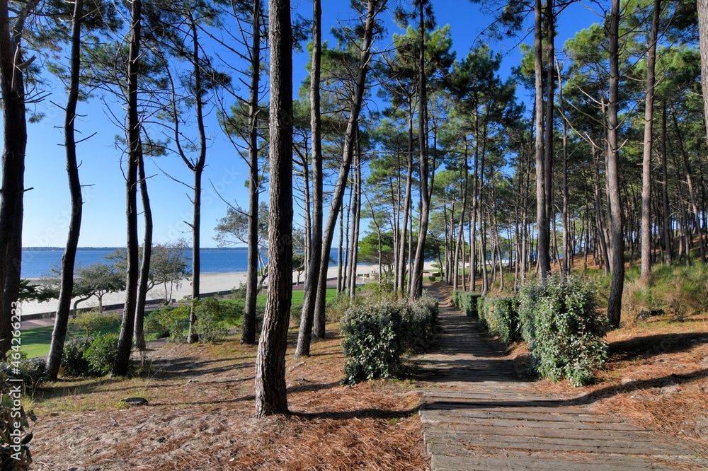 Beautiful seascape with pine trees at Arcachon in France - obrazy, fototapety, plakaty 