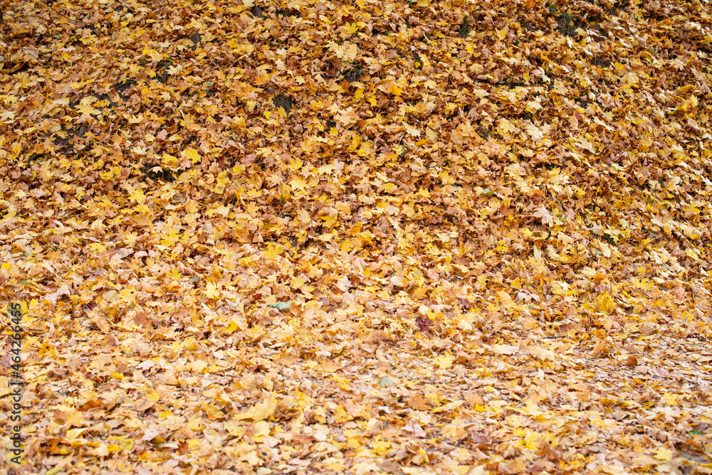 Yellow maple leaves in autumn. Small steep hill covered with yellow fallen leaves. Yellow maple leaves in autumn. Small steep hill covered with yellow fallen leaves.