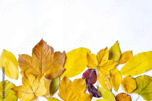 Various yellow leafs isolated on white background