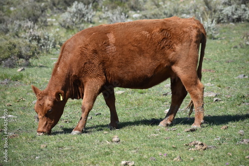 Vaca en campo argentino 