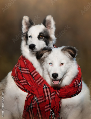 portrait of a dog in autumn