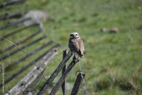 Retrato de lechuza en la naturaleza