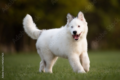 white dog puppy running in the park