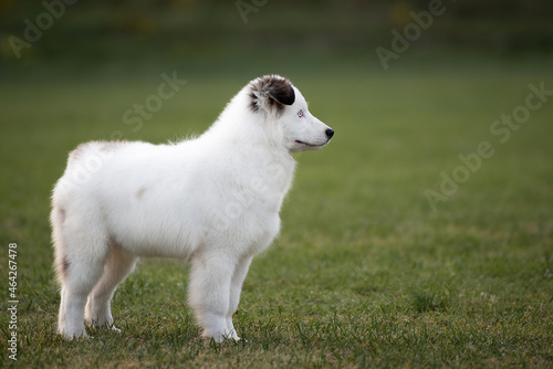 white dog puppy running in the park
