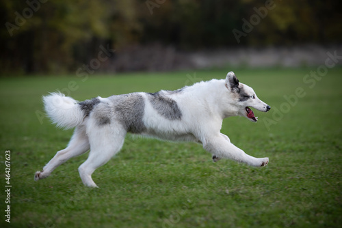white dog runningin the park