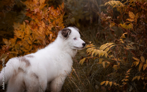 portrait of a dog in autumn