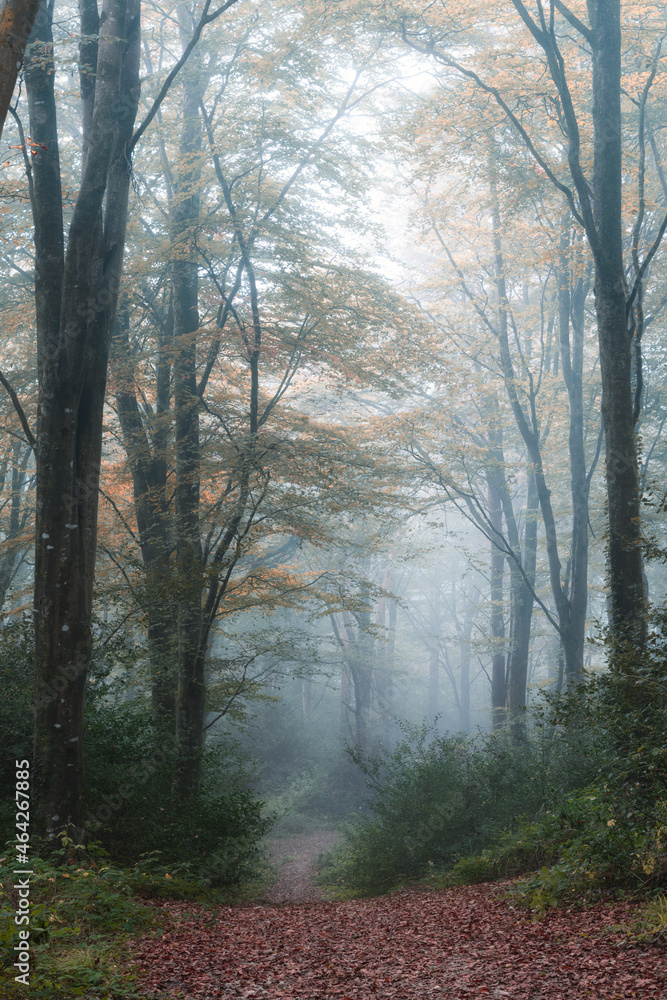 woodland in Cornwall England uk 