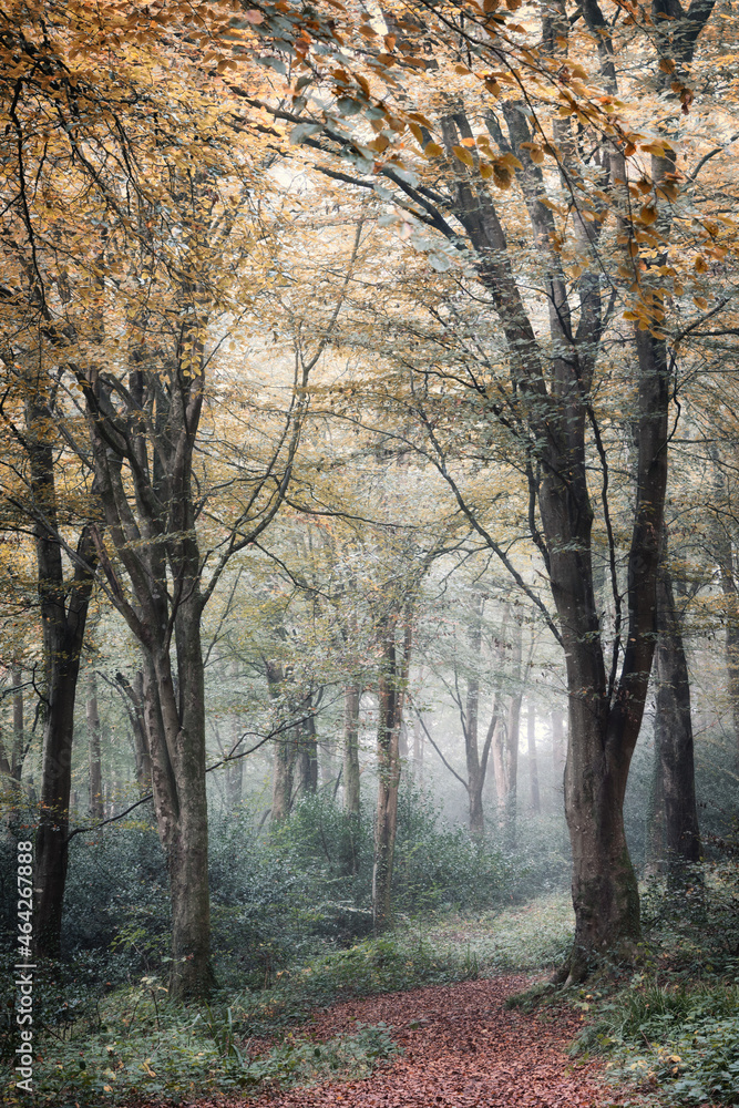 autumn woodland at Cornwall England uk idless near truro 