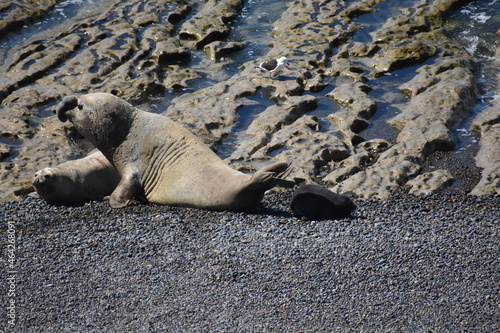 Lobo marino junto a su cría
