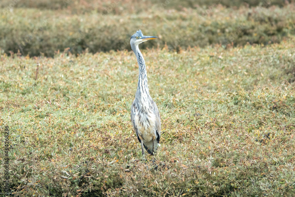 Fototapeta premium the heron Britain's tallest bird