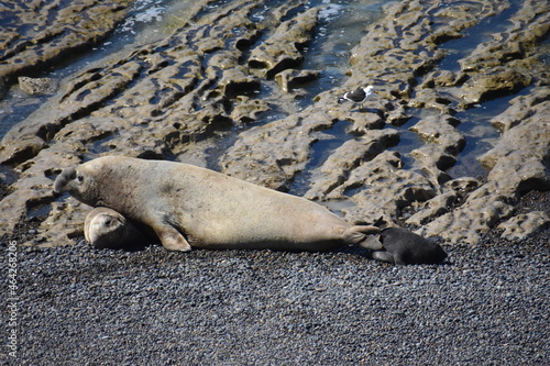 Lobo marino junto a su cría
