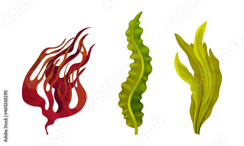 Seaweed and Algae as Aquatic and Marine Plants Growing on Ocean Bottom Vector Set