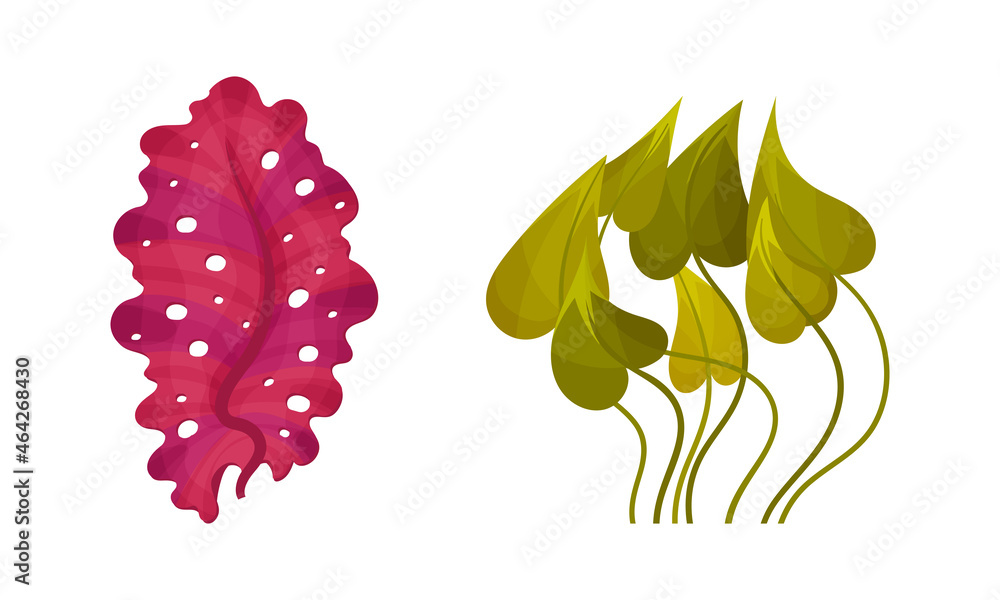 Seaweed and Algae as Aquatic and Marine Plants Growing on Ocean Bottom Vector Set Seaweed and Algae as Aquatic and Marine Plants Growing on Ocean Bottom Vector Set