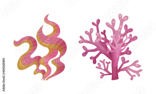 Seaweed and Algae as Aquatic and Marine Plants Growing on Ocean Bottom Vector Set