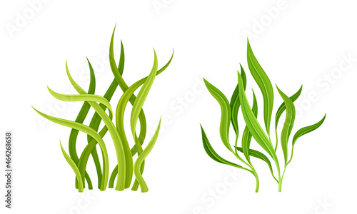 Seaweed or Macroalgae as Aquatic and Marine Plants Growing on Ocean Bottom Vector Set